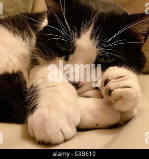 Felix schlafende Katze Stockfoto