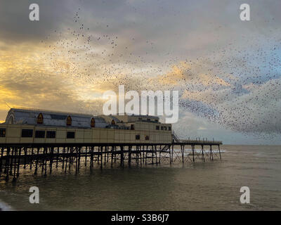 Aberystwyth, West Wales, Großbritannien. Freitag, 13. November 2020. Tausende von Staren murren bei Sonnenuntergang um den Royal Pier herum. Bildnachweis ©️ Rose Voon / Alamy Live News. Stockfoto