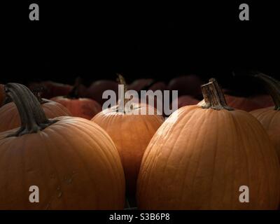 Pumpkin Patch. Stockfoto
