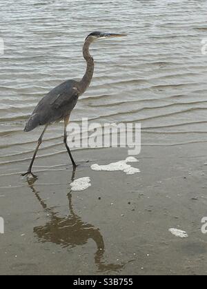 Ein großer Blaureiher wat in den flachen Gewässern vor Oak Island, North Carolina. Stockfoto