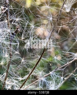 Flauschige weiße Salzbürste blüht im Wind. Stockfoto