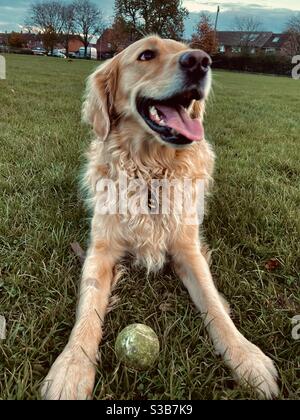 Ein Golden Retriever liegt auf dem Feld und lächelt mit seinem Ball. Stockfoto