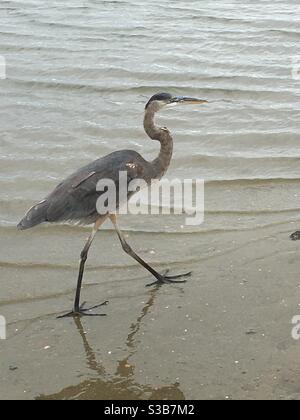 Ein großer Blaureiher geht am Strand entlang auf Oak Island, North Carolina. Stockfoto