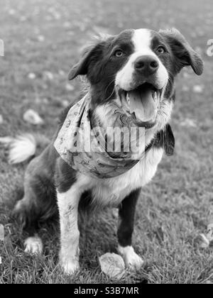 Border Collie Hund saß schön auf seinem Spaziergang Stockfoto