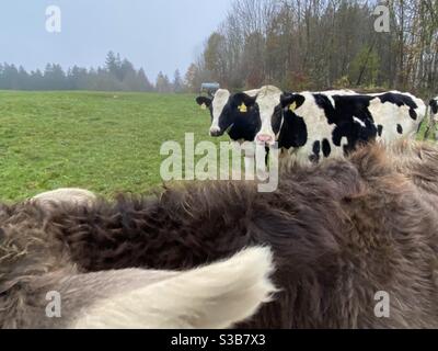 Ein Paar schwarze und weiße Milchkühe hinter einem Allgäu Brown auf einem Bio-Milchviehbetrieb in Bayern. Stockfoto