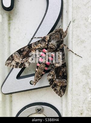 Pink Spotted Hawkmoth oder Sweet Potato Hawk Motte Stockfoto