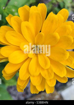 Nahaufnahme von gelbe Blume Stockfoto