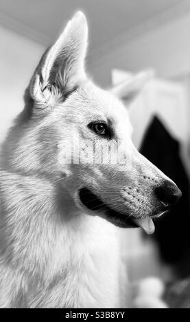 Schwarz-weiß Porträt eines 6 Monate alten Deutschen Schäferhund malamute Husky Mischung Welpen suchen wachsam und schelmisch mit Ihre Zunge sprangt heraus Stockfoto