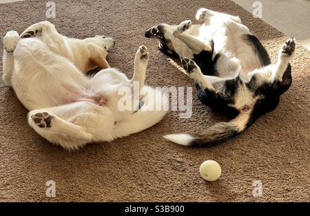 Warten auf einen Bauch reiben. Ein 9 Jahre alter Collie und ein 6 Monate alter Alaskan Schäferhund Husky Cross Welpe liegen auf dem Rücken auf dem Boden spielerisch Blick auf einander in der Hoffnung auf Bauch reibt. Stockfoto