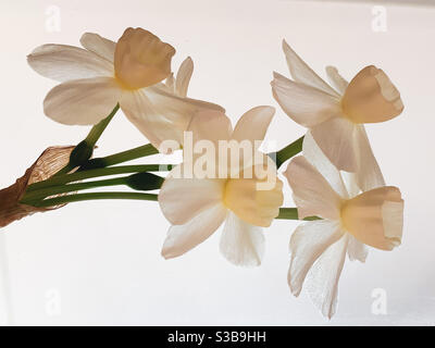 Blassgelbe Jonquils auf weißem hellen Hintergrund Stockfoto