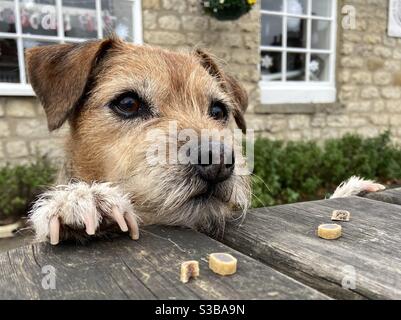 Border Terrier mit Pfoten auf dem Tisch nach seinen Leckereien Stockfoto