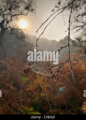 Goldener Herbst Sunrise Spinnennetz im Tau Stockfoto