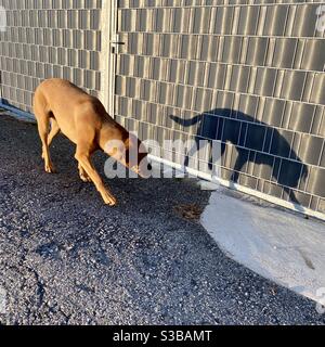 Labrador Retriever Hund, der seinen eigenen Schatten verfolgt Stockfoto