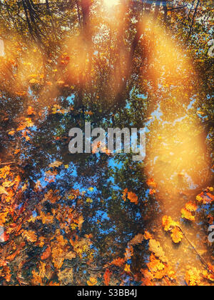 Bäume und Lichtstrahlen, die im Wasserbecken mit reflektiert werden Herbstblätter schweben auf der Oberfläche Stockfoto