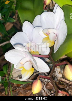 Weiße Phalaenopsis Moth Orchideen, die im Garten blühen Stockfoto