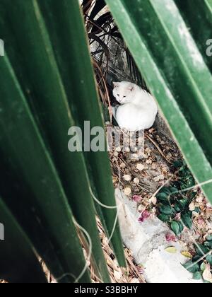 Weiße Katze zwischen den Blättern einer Palme gesehen Stockfoto