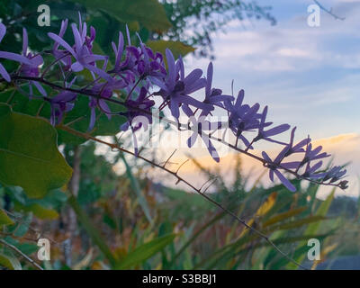 Wunderschöne Dämmerungslandschaft. Ein Spray aus violetten Petrea-Blüten im Vordergrund mit einem weichen, aber farbenfrohen, pastellfarbenen Nachmittagshimmel dahinter Stockfoto