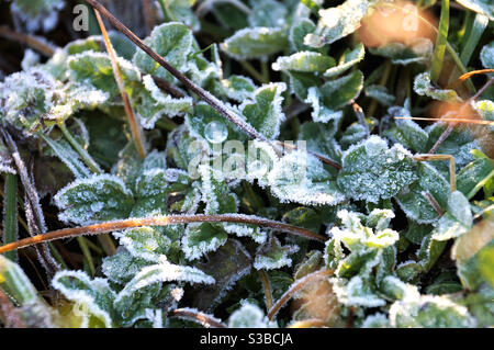 Rime und gefrorene Wassertröpfchen auf Grasblättern in der Morgen Stockfoto