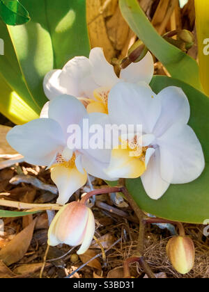 Hell und schön weiß mit gelben Zentrum Phalaenopsis Moth Orchideen Blüht in einem australischen Garten Stockfoto