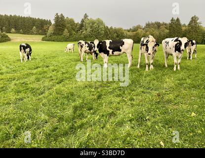 Kleine Herde von schwarzen und weißen Holstein Milchkühen auf Ein Bio-Bauernhof Stockfoto