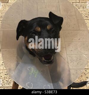 Glücklicher Hund mit elisabethanischen Kragen nach der Operation. Rotto ist ein zweijähriger Staffy Kelpie Cross Stockfoto