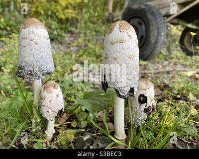 Zackige Mähne Pilze, Coprinus comatus, vor einem alten Rad. Stockfoto