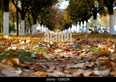 Herbst Blätter zwischen zwei Reihen von Bäumen gefallen Stockfoto