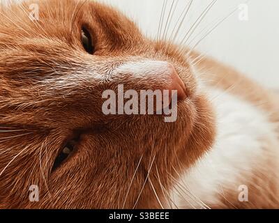 Portrait Ingwer Katze Stockfoto