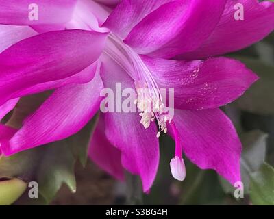Makro einer fuchsia Weihnachten Kaktus Blüte Stockfoto
