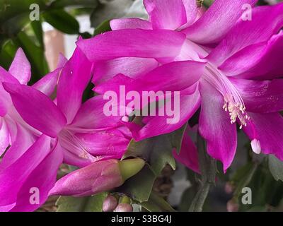 Fuchsia Weihnachtskaktus in Blüte Stockfoto