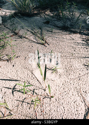 Ein Bärenpfote-Print im Sand auf Floridas Vergessene Küste Stockfoto