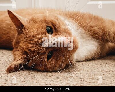Ingwer-Katze Stockfoto