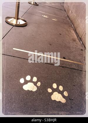 Der Bürgersteig außerhalb von Cartier Schmuck verfügt über Gold Pfote Prints in der sozialen Distanzierung Linie, Fifth Avenue, New York City, 2020, USA Stockfoto