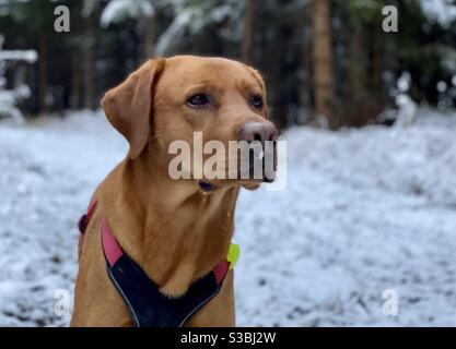 Portrait eines arbeitenden Labrador Retriever Hundes im Schnee In einem dunklen Wald Stockfoto