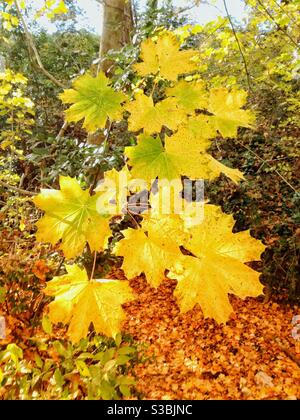 Ahorn-Blätter im Herbst Stockfoto