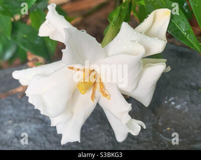 Eine cremig weiße Gardenia bestreut mit Wassertröpfchen in der Garten Stockfoto