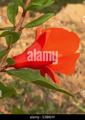 Strahlend scharlachrote Blume des Granatapfels Stockfoto