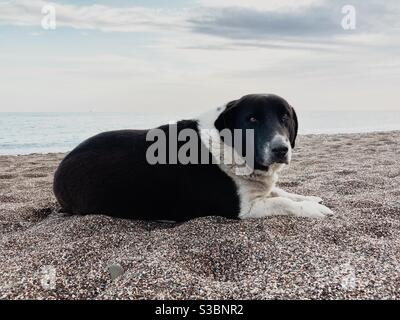 Porträt eines streunenden Hundes am Sandstrand Stockfoto