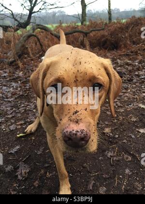 Ein niedlicher Hund mit einem sehr schmutzig und schlammig Gesicht im Freien Stockfoto