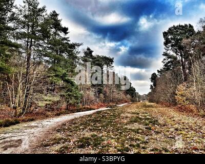 Öffentlicher Fußweg Sutton Heath Suffolk UK Stockfoto