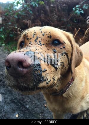 Eine Nahaufnahme eines Hundes mit einem sehr schmutzig Und schlammiges Gesicht nach einem nassen Hundespaziergang Stockfoto