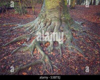 Verwinkelte Baumwurzeln über dem Waldboden mit Herbstblättern Stockfoto