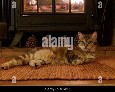 Katze, die vor Feuer ruht Stockfoto