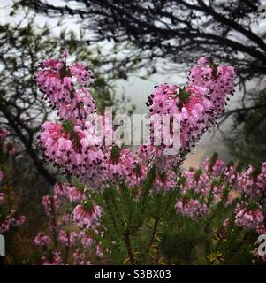 Heather (Calluna vulgaris) bedeckt mit Tau an einem nebligen Tag, Katalonien, Spanien. Stockfoto