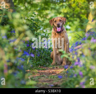 Ein süßer gelber labrador Retriever Hund, der im Wald sitzt Bluebells und Blumen Stockfoto