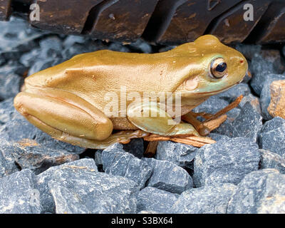 Kleiner goldglänzender bronzegrüner Frosch, Australien Stockfoto