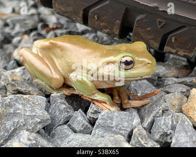 Ein glänzender kleiner bronzener grüner Baumfrosch auf den Steinen auf dem Boden in der Nähe eines Autoreifens Stockfoto