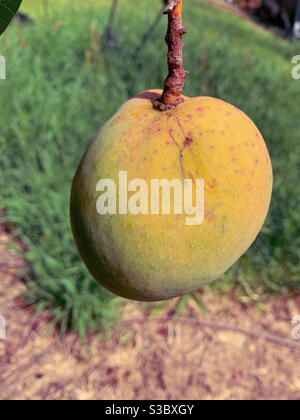 Ein Mango in der Reifungsphase, der sich dort hinhängt, schließt Stockfoto