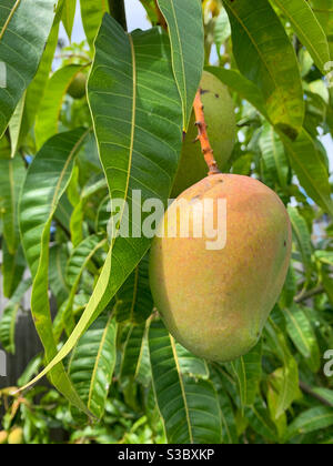 Eine Mango, die eine erröte Farbe zeigt, während sie reift Auf dem Baum Stockfoto