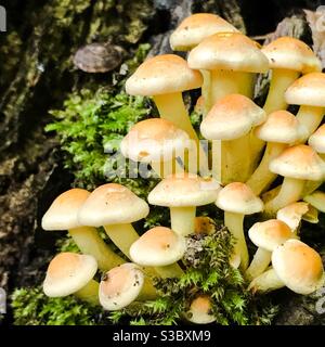 Eine Gruppe von leuchtend gelben Pilzen auf einem Baum moosig Kofferraum Stockfoto